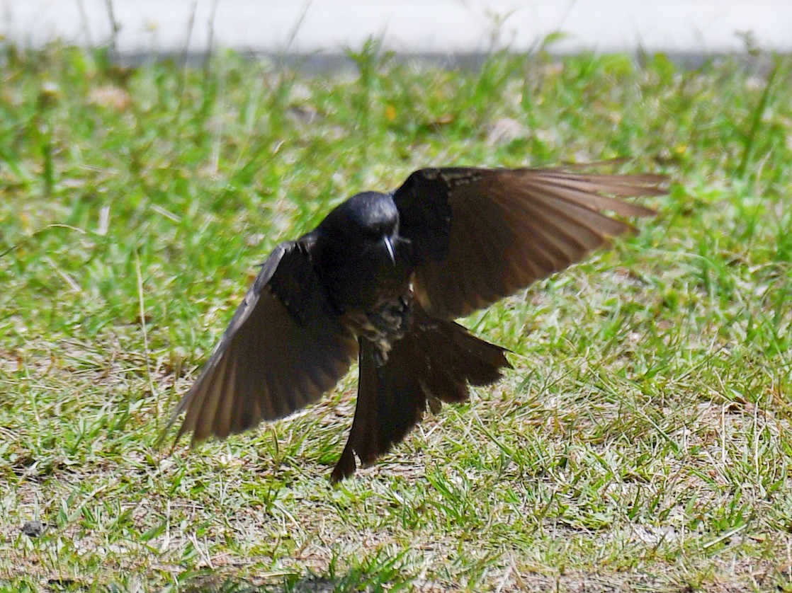 Black Drongo - ML646669781