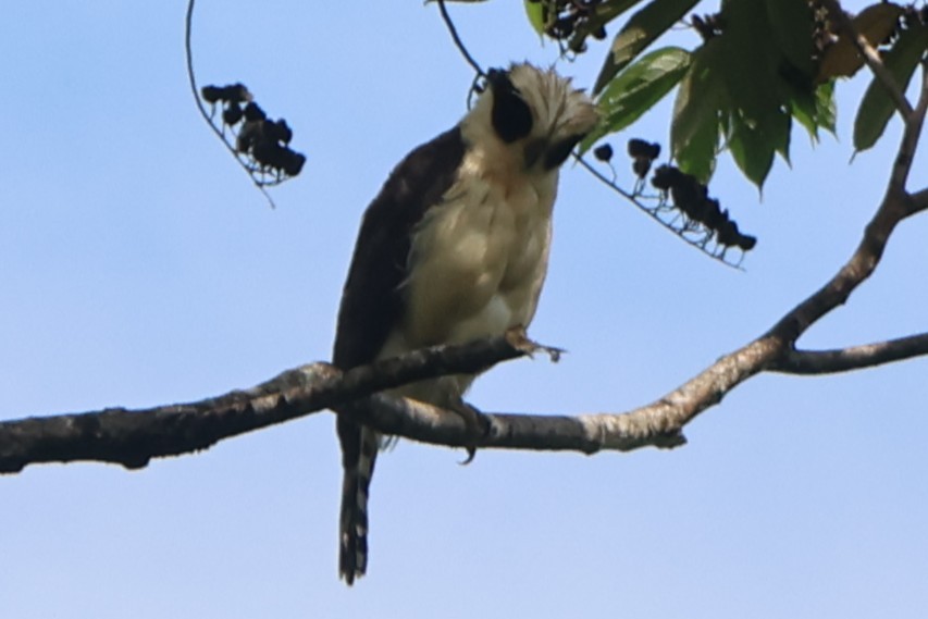 Laughing Falcon - ML646669783