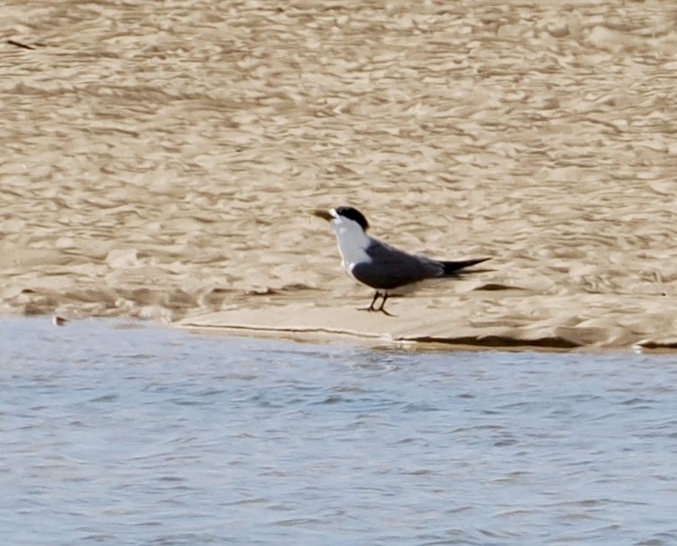 Крячок жовтодзьобий - ML646669787