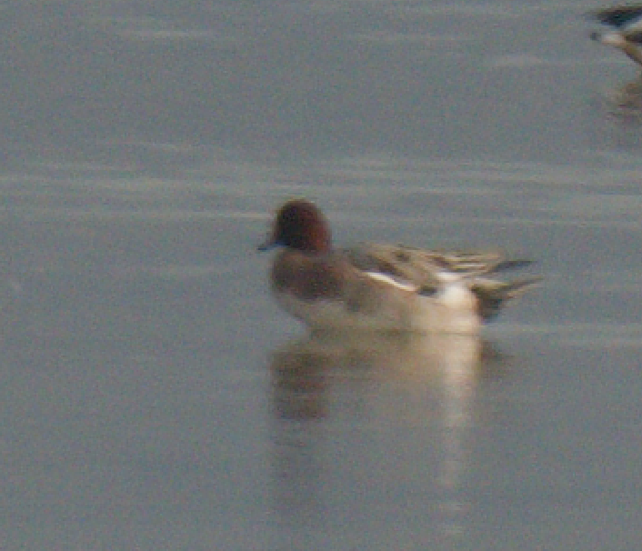 ברווז צהוב-מצח - ML646669789