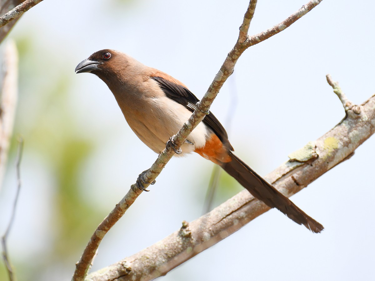 Gray Treepie - ML646669791