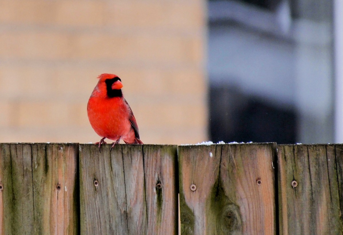 Northern Cardinal - ML646669792