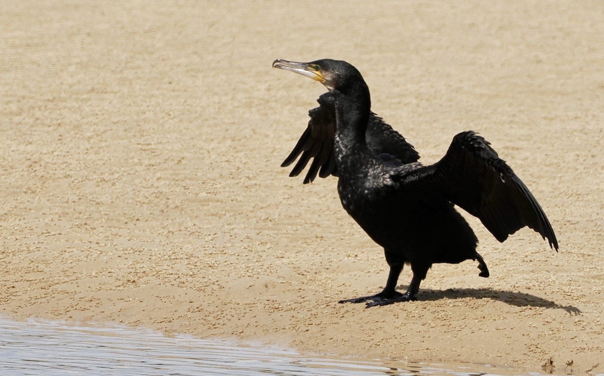 Баклан великий - ML646669793