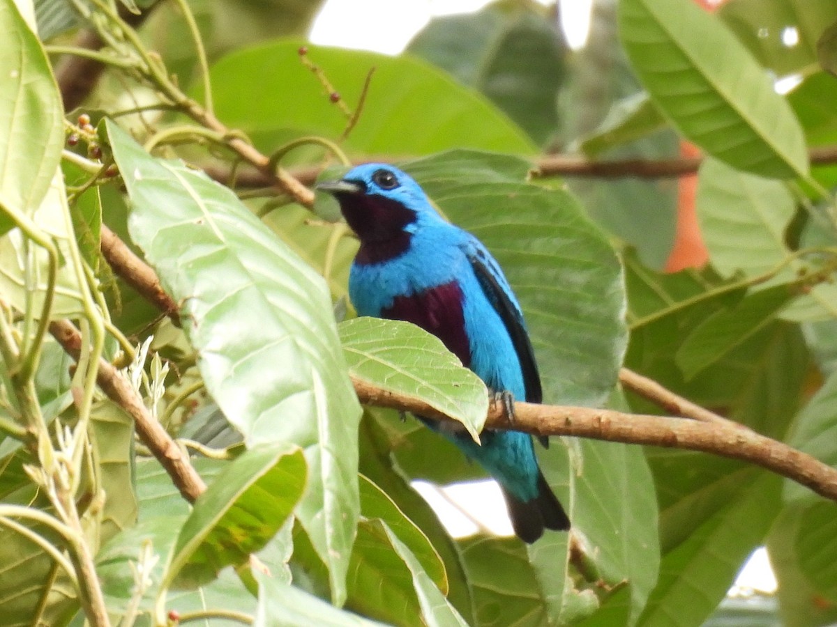 Turquoise Cotinga - ML646669806