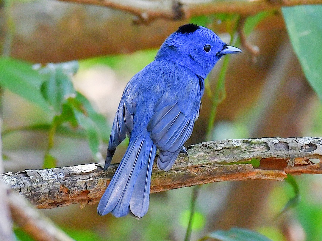 Black-naped Monarch - ML646669807