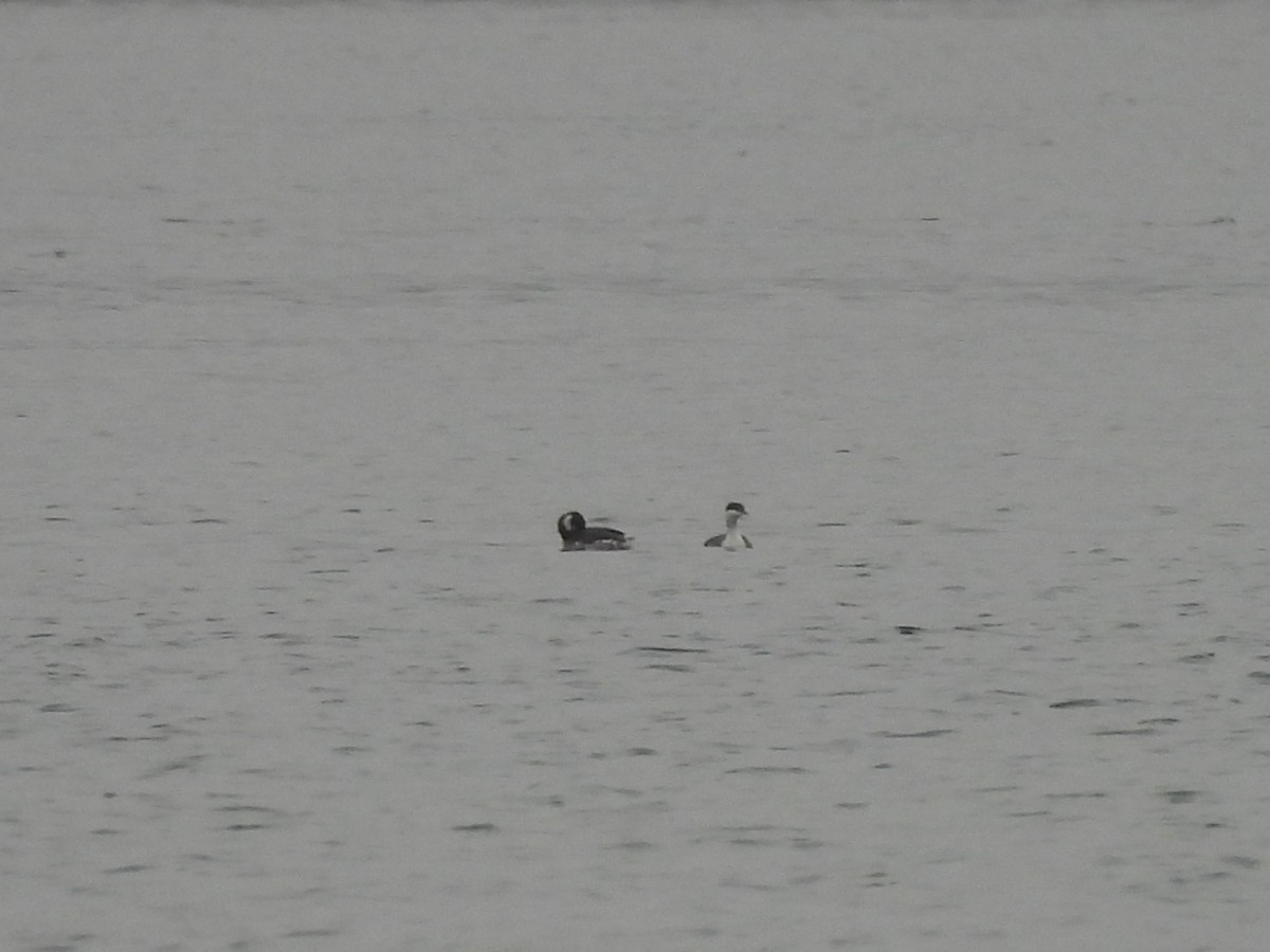 Horned Grebe - ML646669809