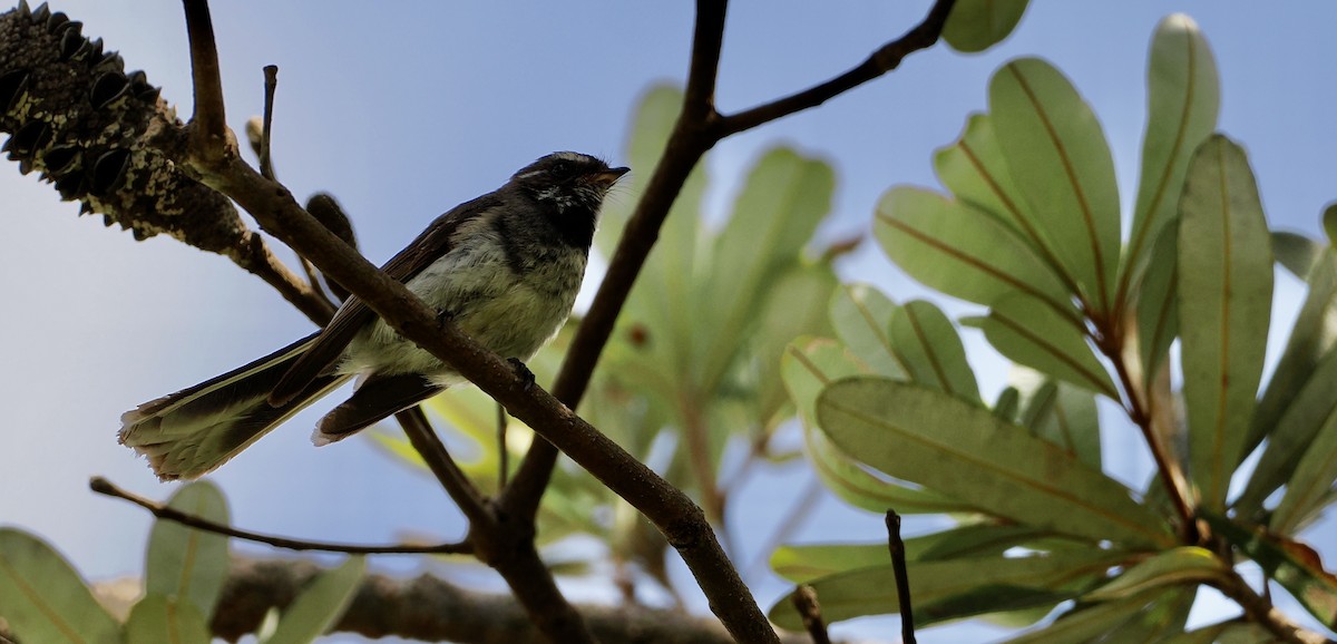 Віялохвістка сиза - ML646669810