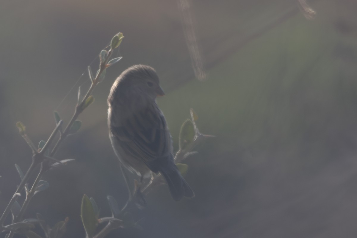 Band-tailed Seedeater - ML646669814