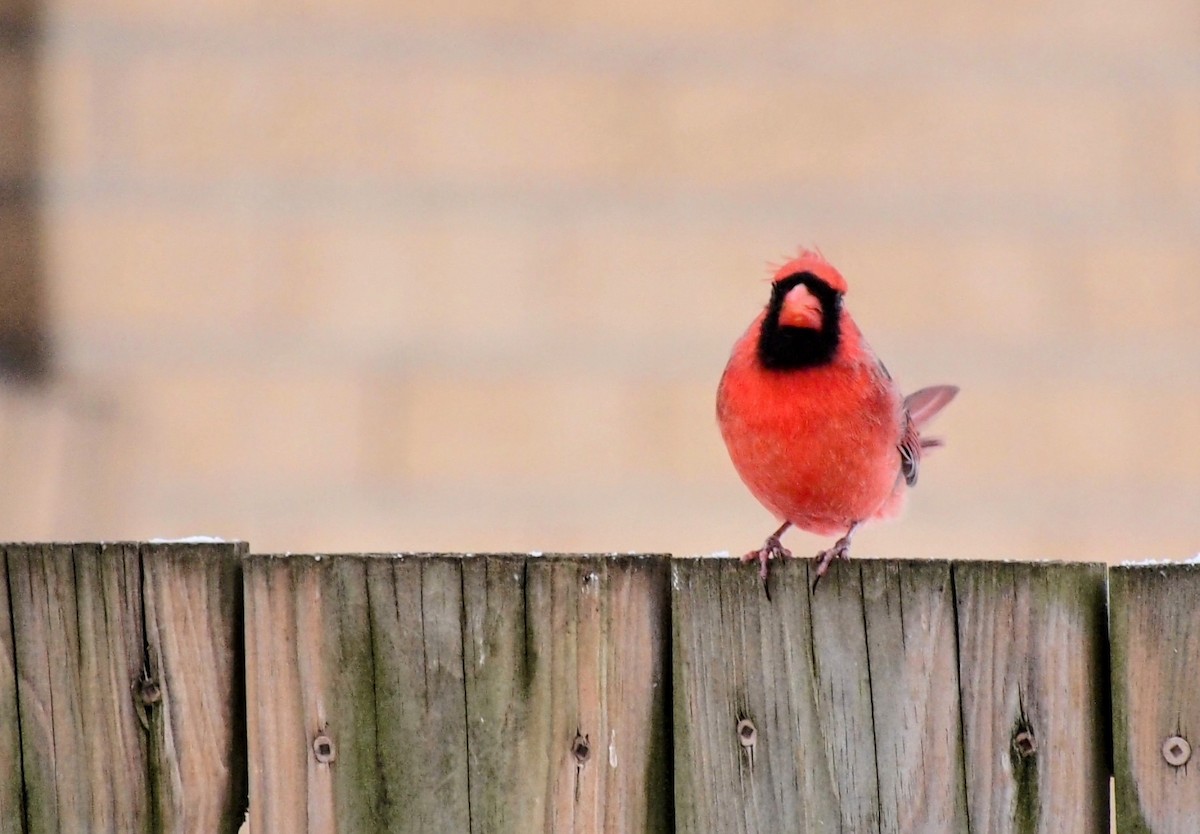Northern Cardinal - ML646669815