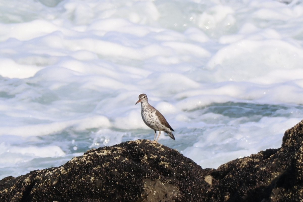 Spotted Sandpiper - ML646669829