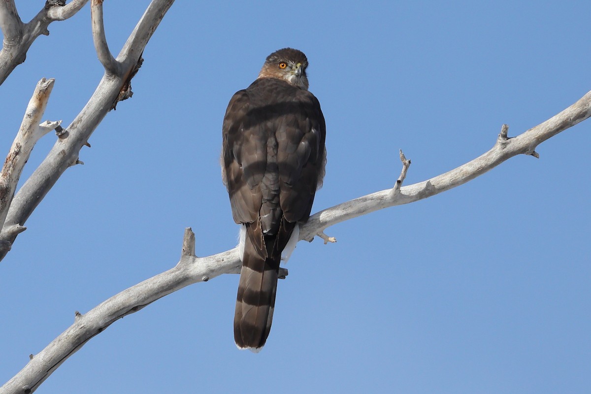 クーパーハイタカ - ML646669831