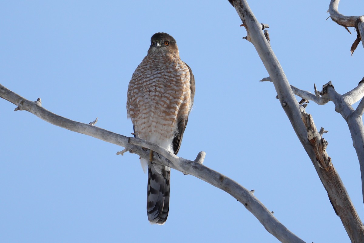 クーパーハイタカ - ML646669832