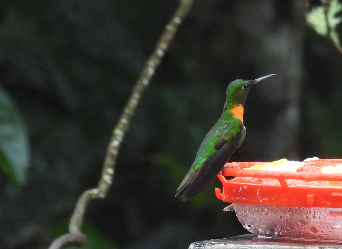 Rotbrust-Brillantkolibri - ML646669833