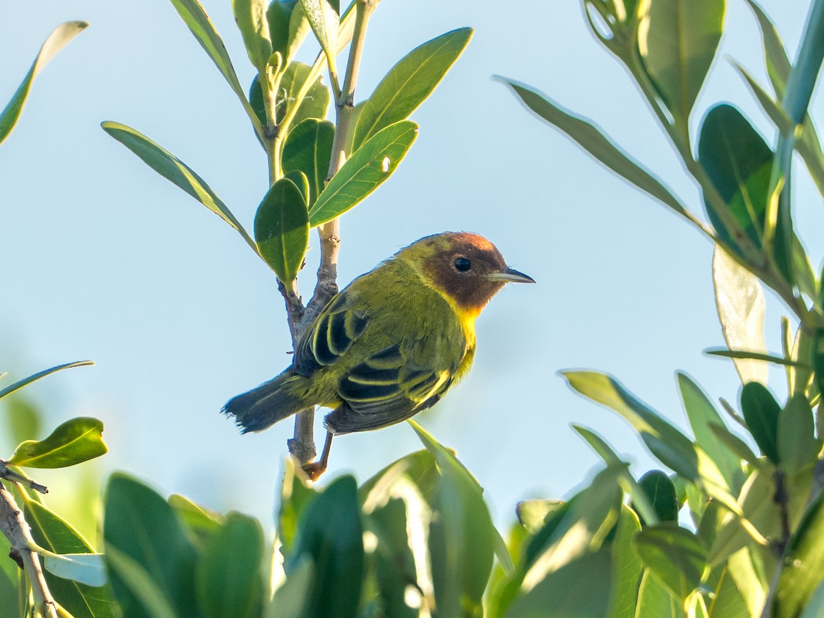 Mangrove Yellow Warbler - ML646669834