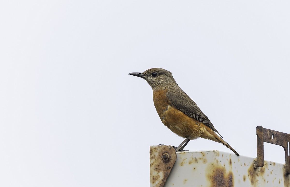 Klippenrötel - ML646669835