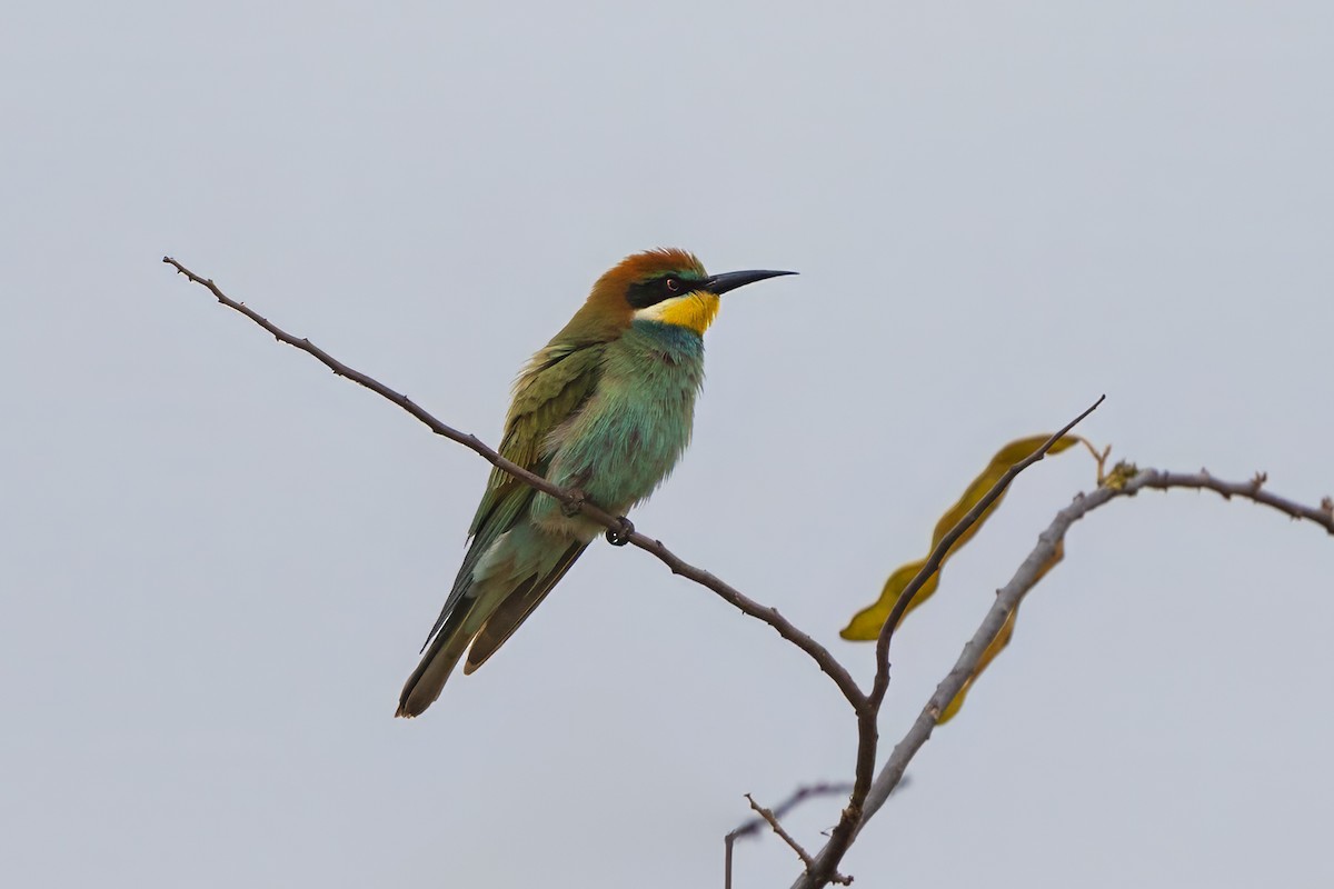 Шарга зөгийч - ML646669838