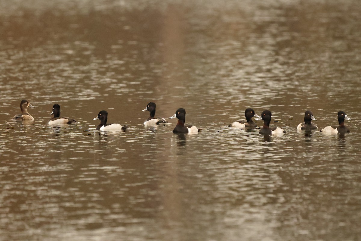 Fuligule à collier - ML646669839
