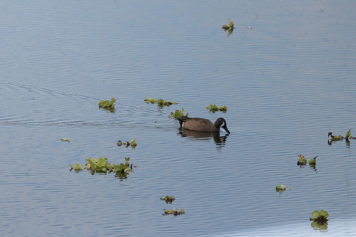 Blue-winged Teal - ML646669841