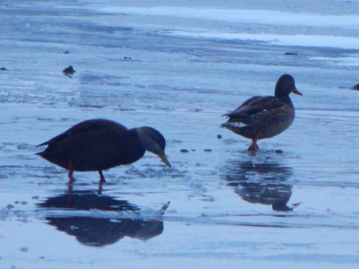 American Black Duck - ML646669842