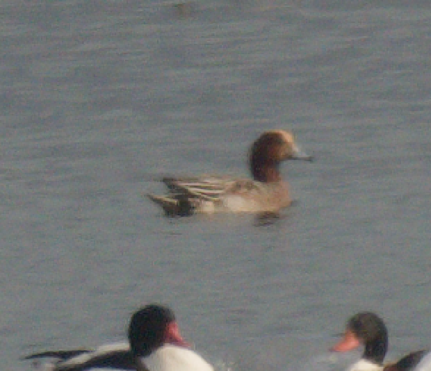 ברווז צהוב-מצח - ML646669847