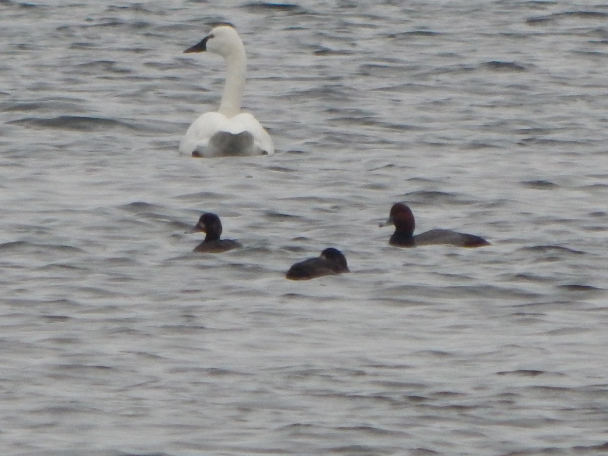 Porrón Americano - ML646669848