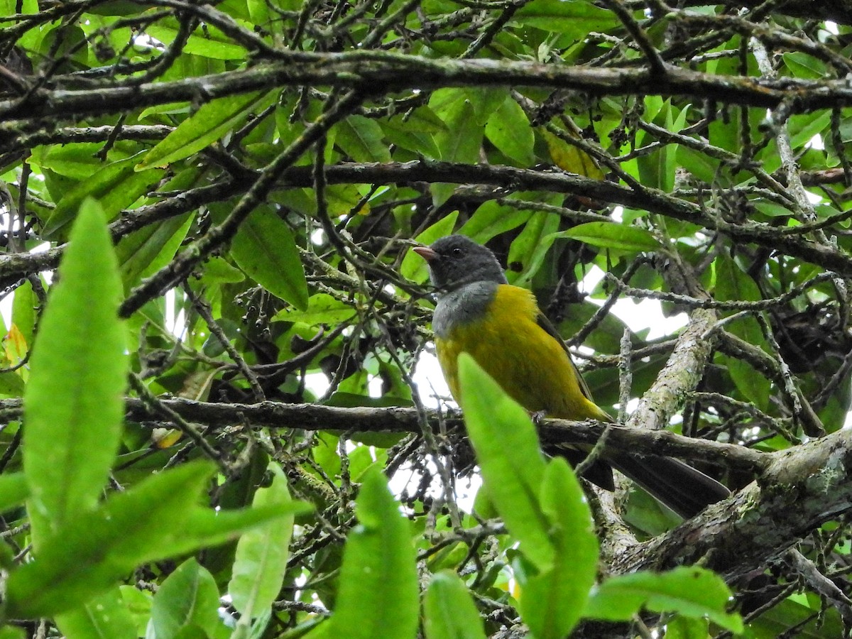 Pink-billed Cnemoscopus - ML646669849