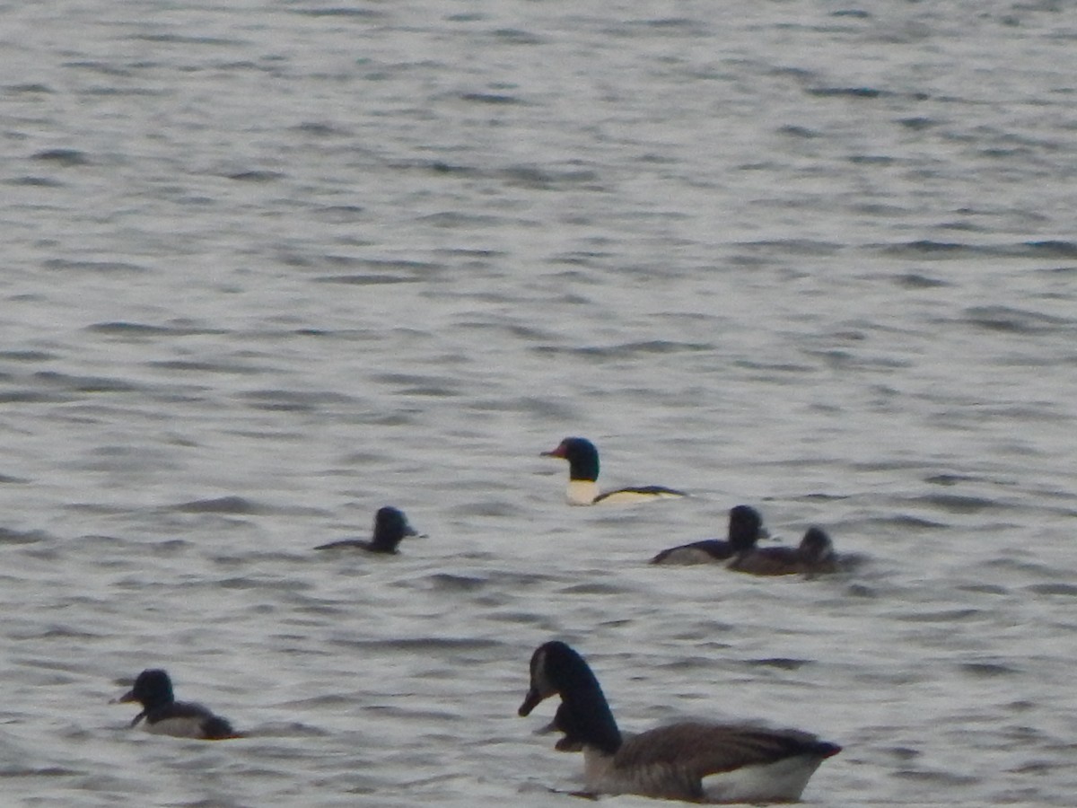 Porrón Acollarado - ML646669851