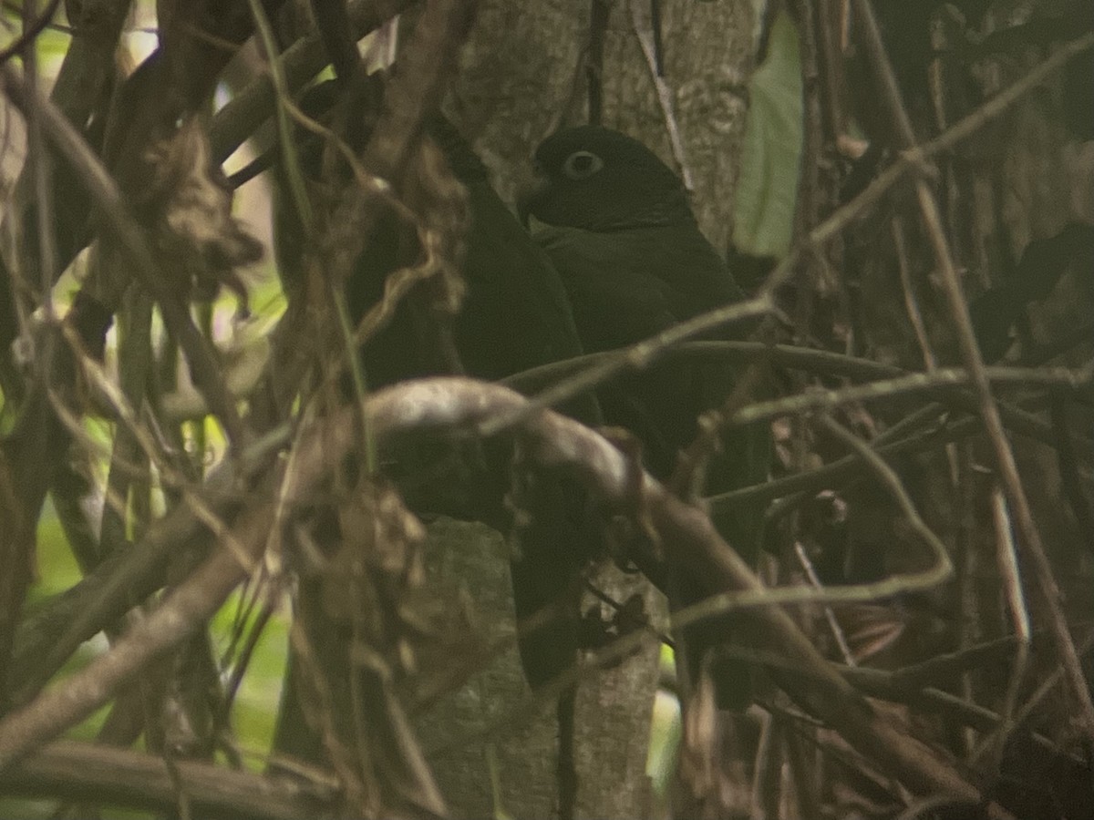 Puerto Rican Amazon - ML646669857
