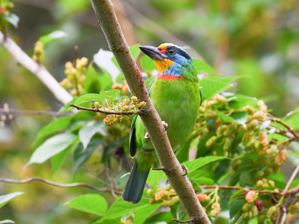 Taiwan Barbet - ML646669860