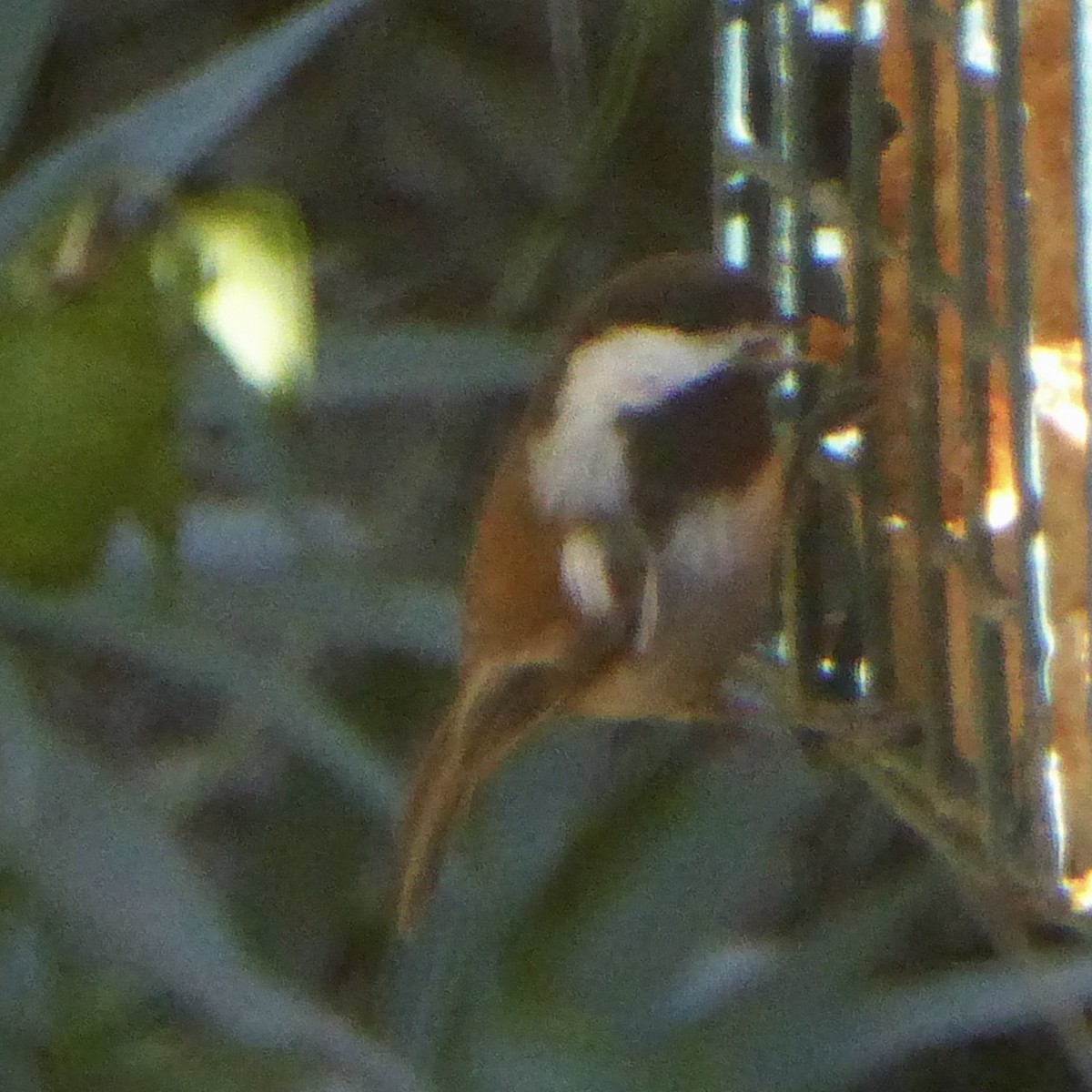 Chestnut-backed Chickadee - ML646669861