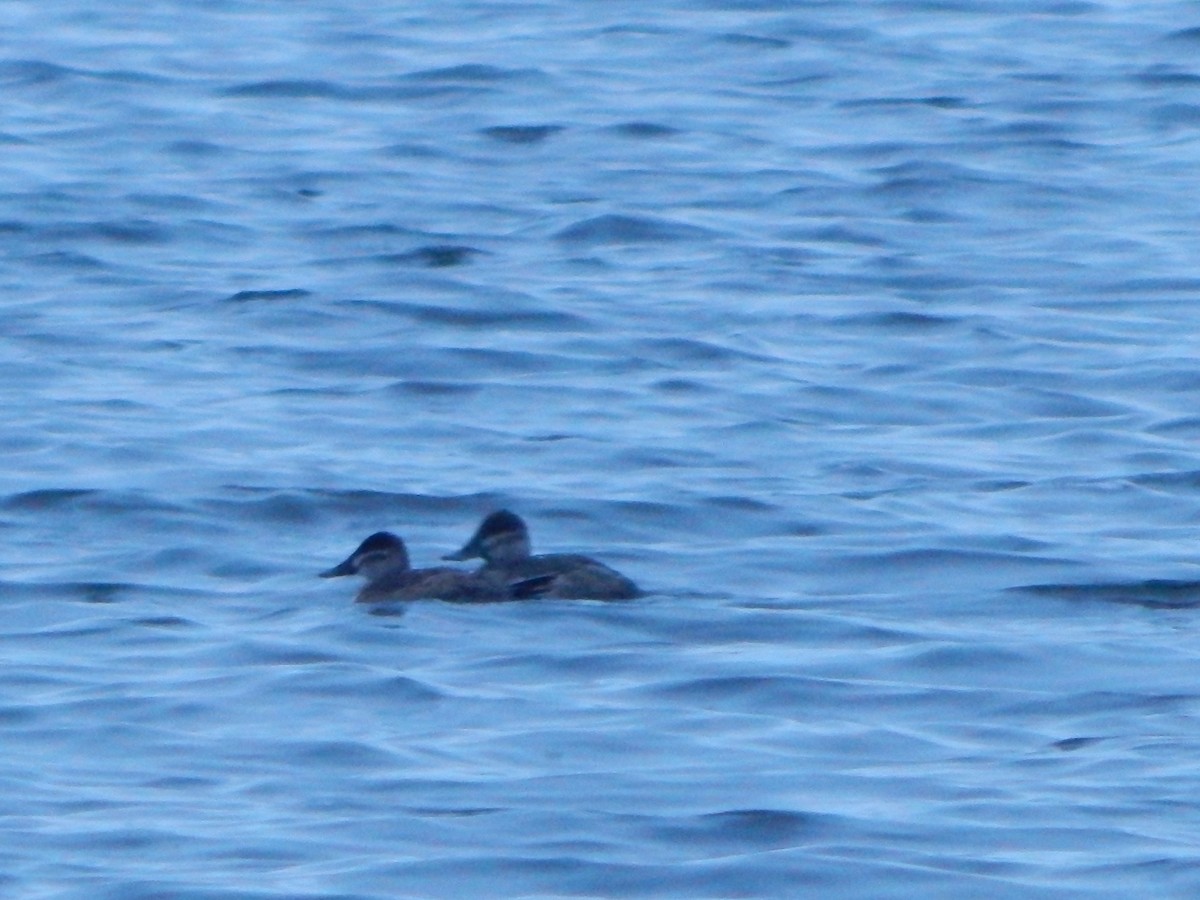 Malvasía Canela - ML646669862