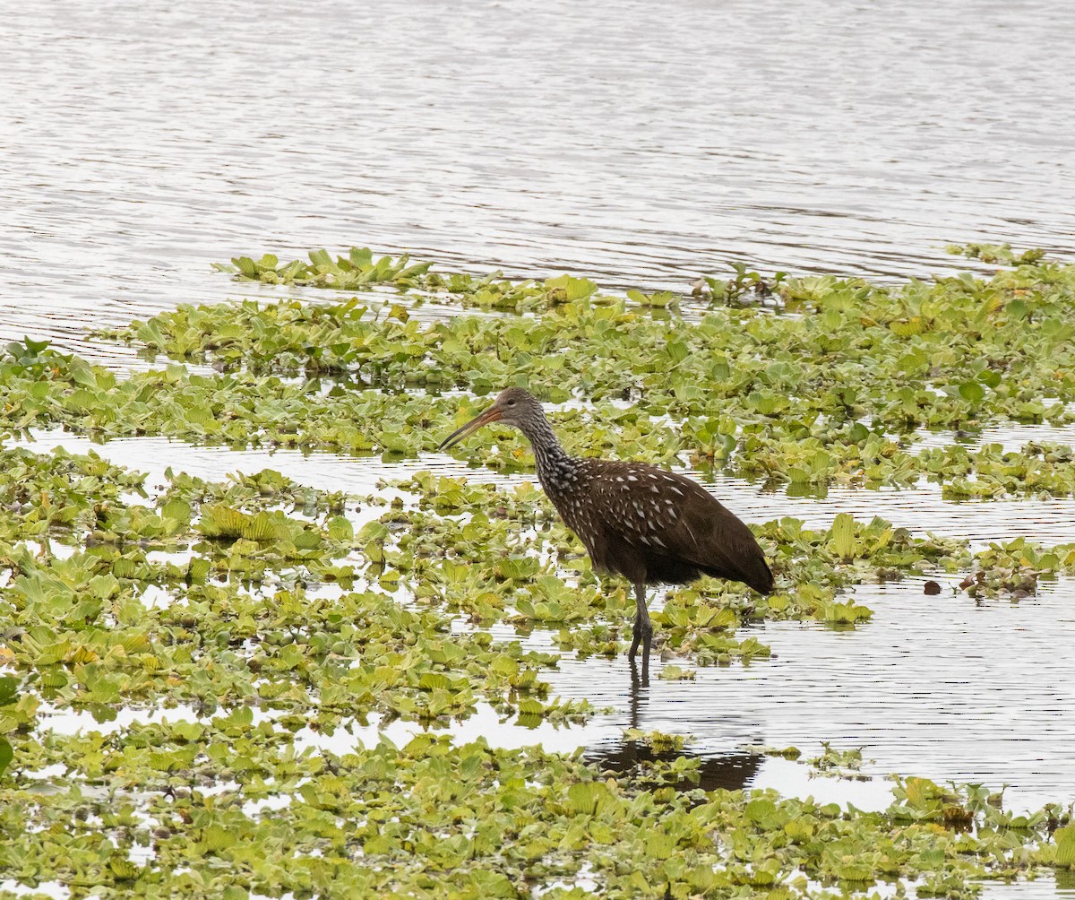 Limpkin - ML646669863