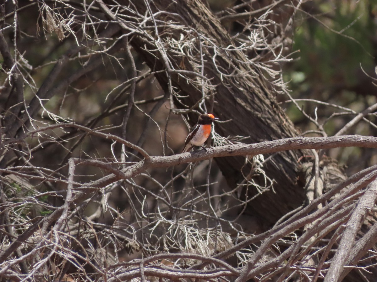 Red-capped Robin - ML646669864