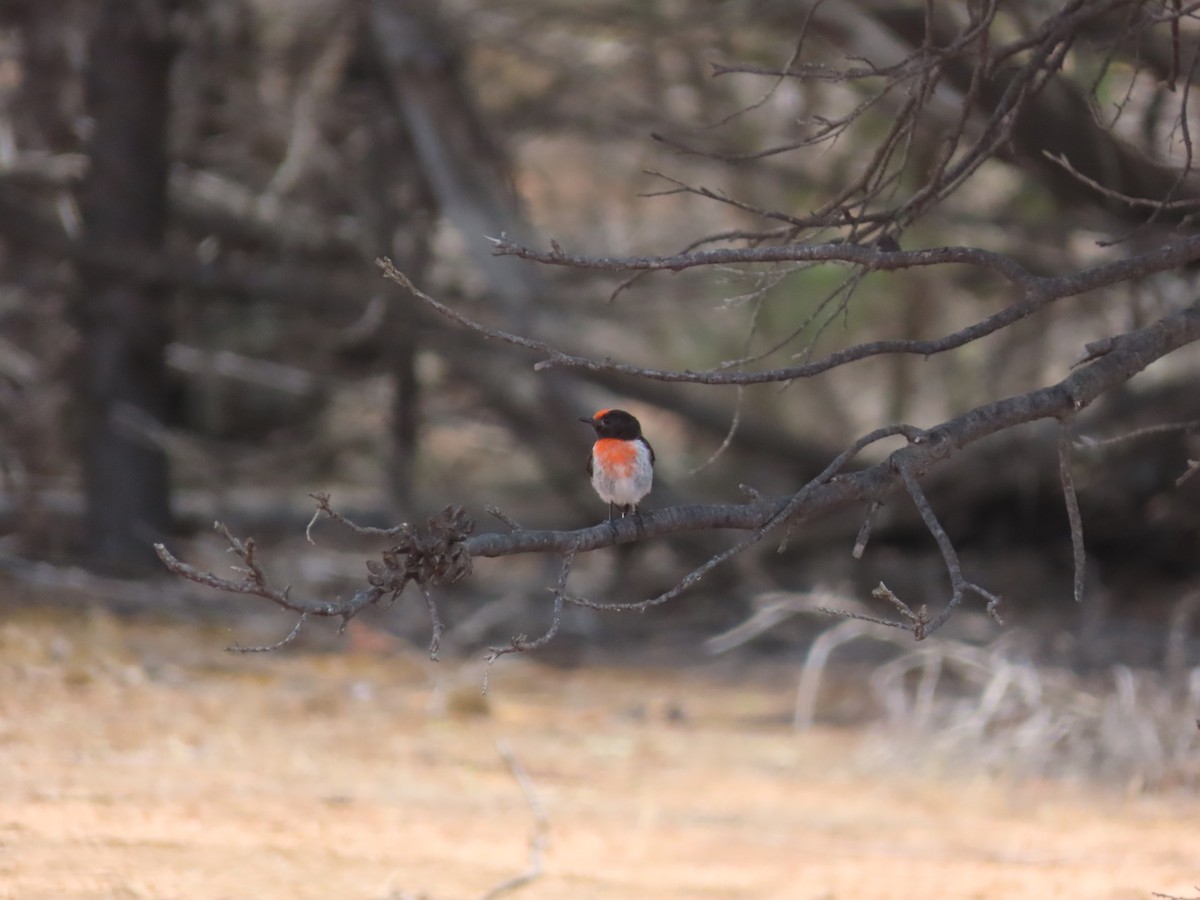 Red-capped Robin - ML646669865