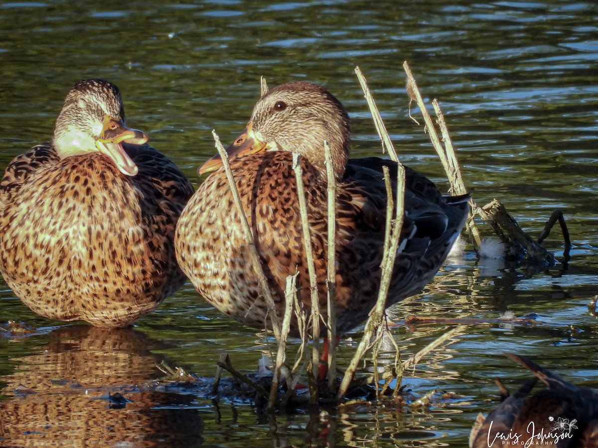 Mallard - ML646669866