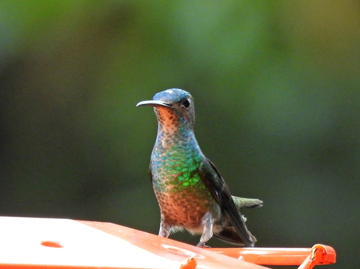 Bronzeschwanz-Saphirkolibri - ML646669867