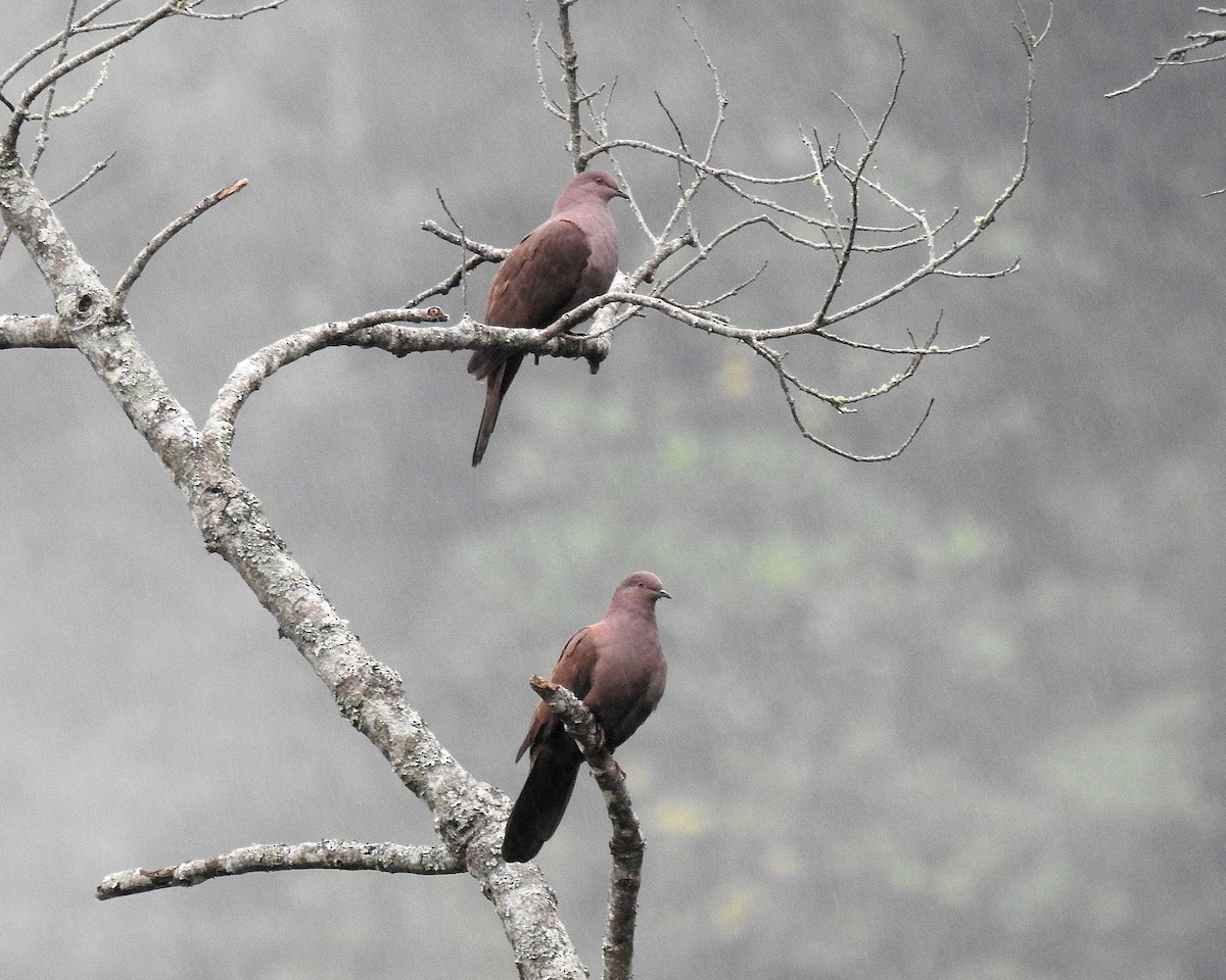 Ruddy Pigeon - ML646669868