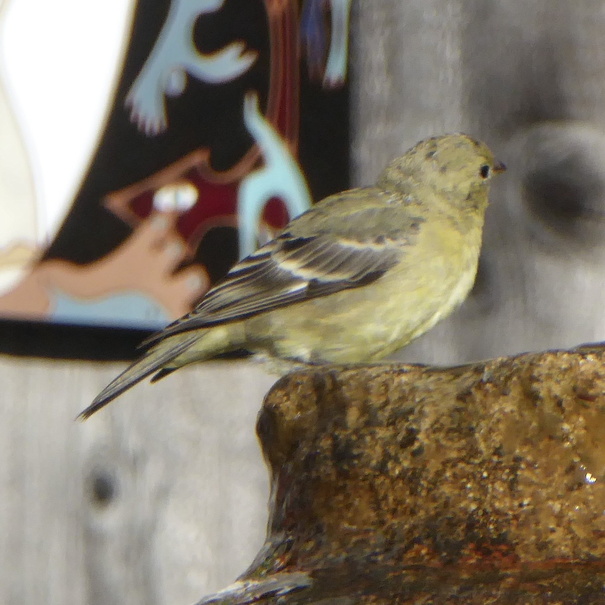 Lesser Goldfinch - ML646669869