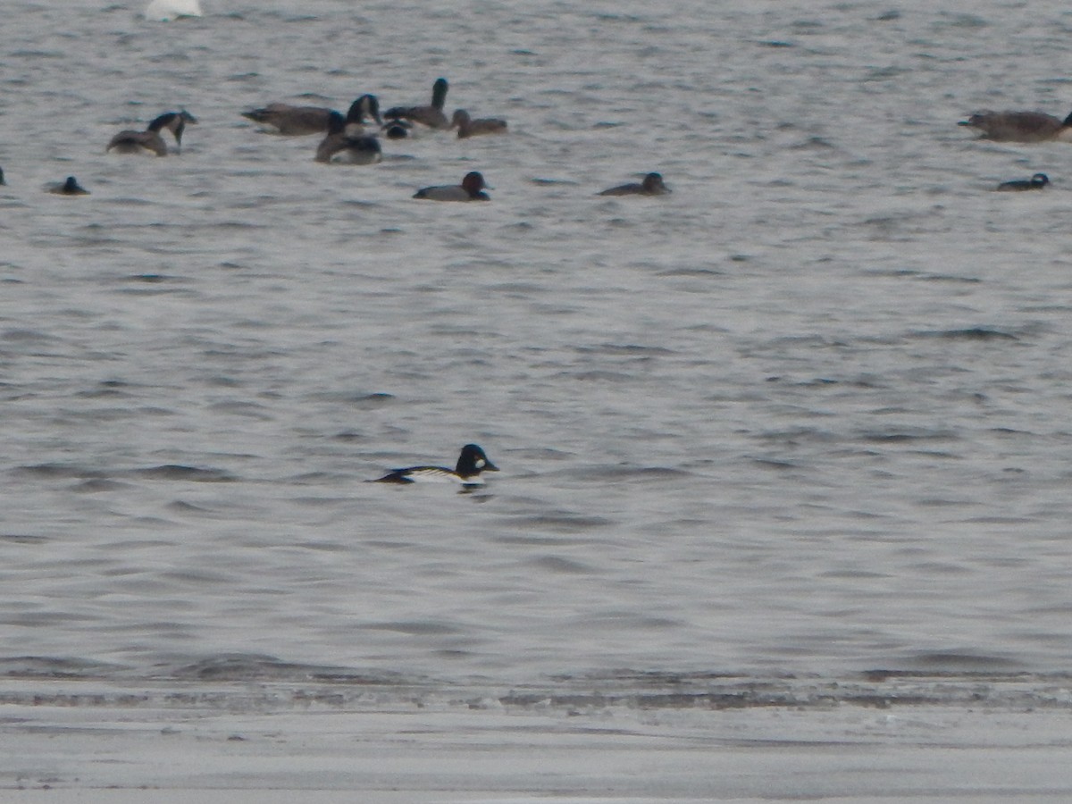 Porrón Osculado - ML646669870