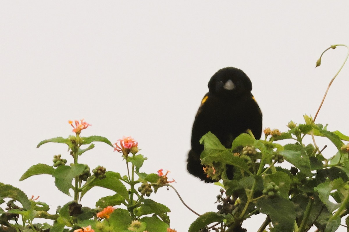 Gelbschulterweber (macrocercus) - ML646669871