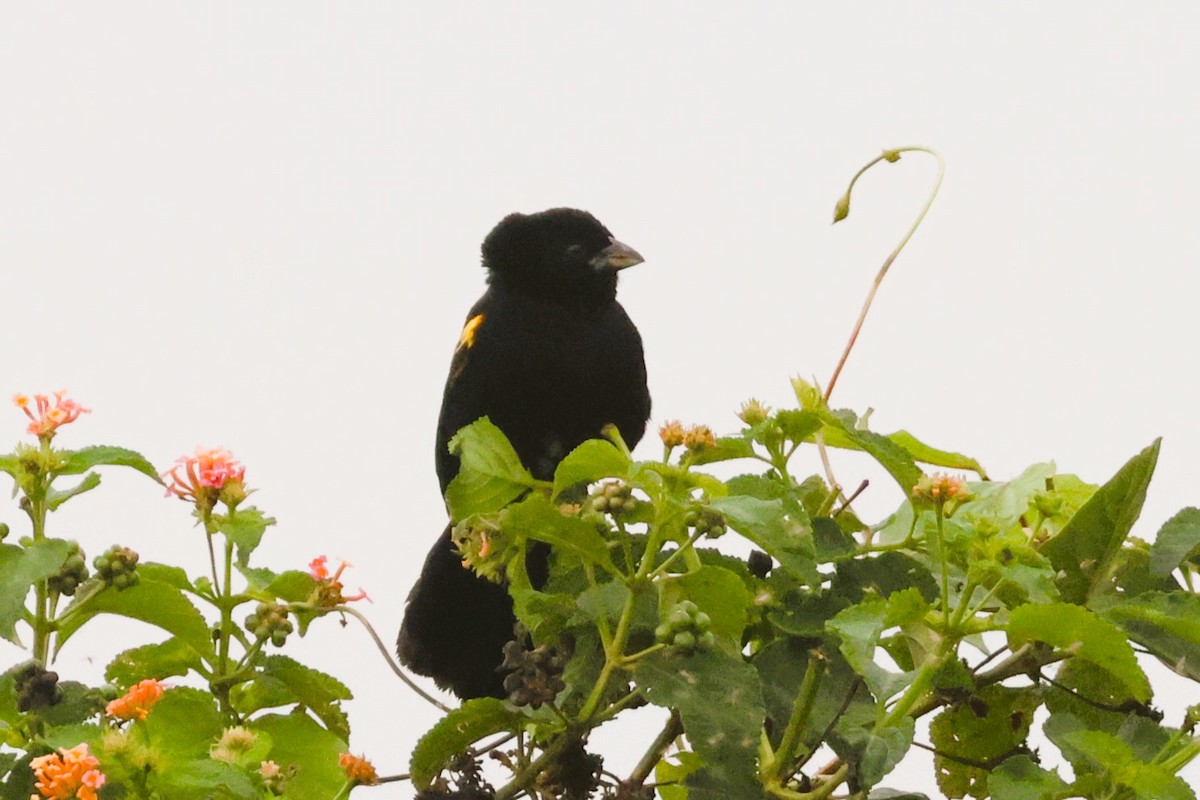 Gelbschulterweber (macrocercus) - ML646669872