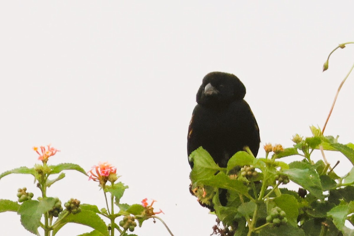 Gelbschulterweber (macrocercus) - ML646669873