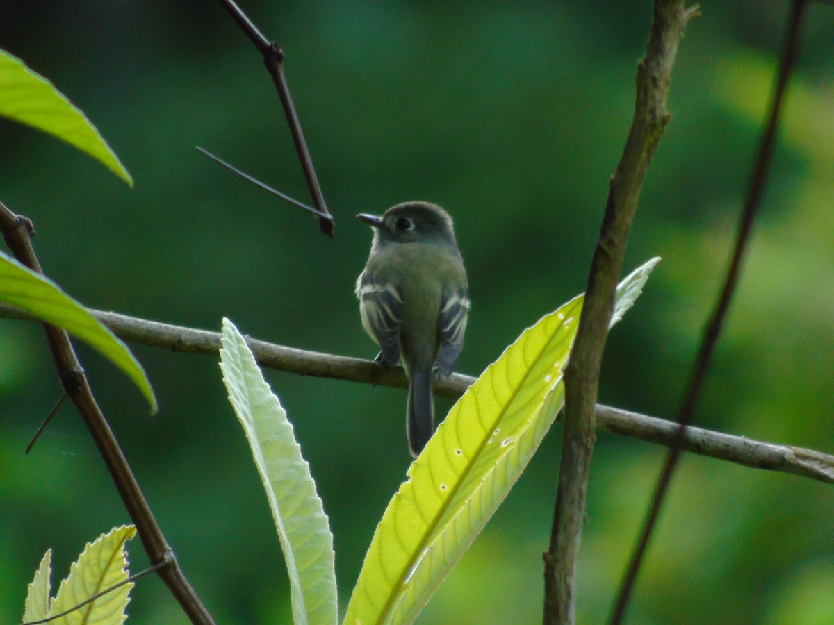 Hammond's Flycatcher - ML646669875
