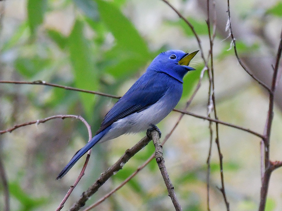 Black-naped Monarch - ML646669876