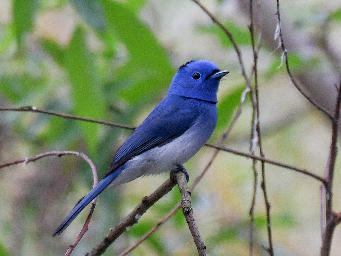 Black-naped Monarch - ML646669877