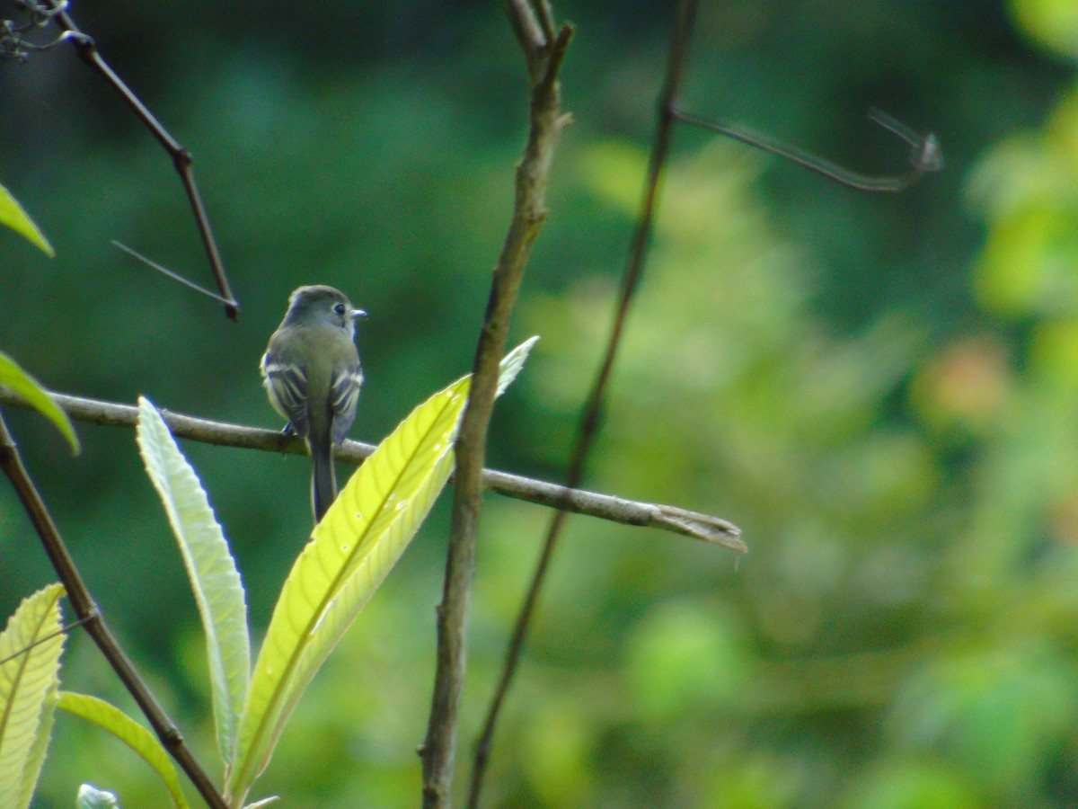 Hammond's Flycatcher - ML646669878