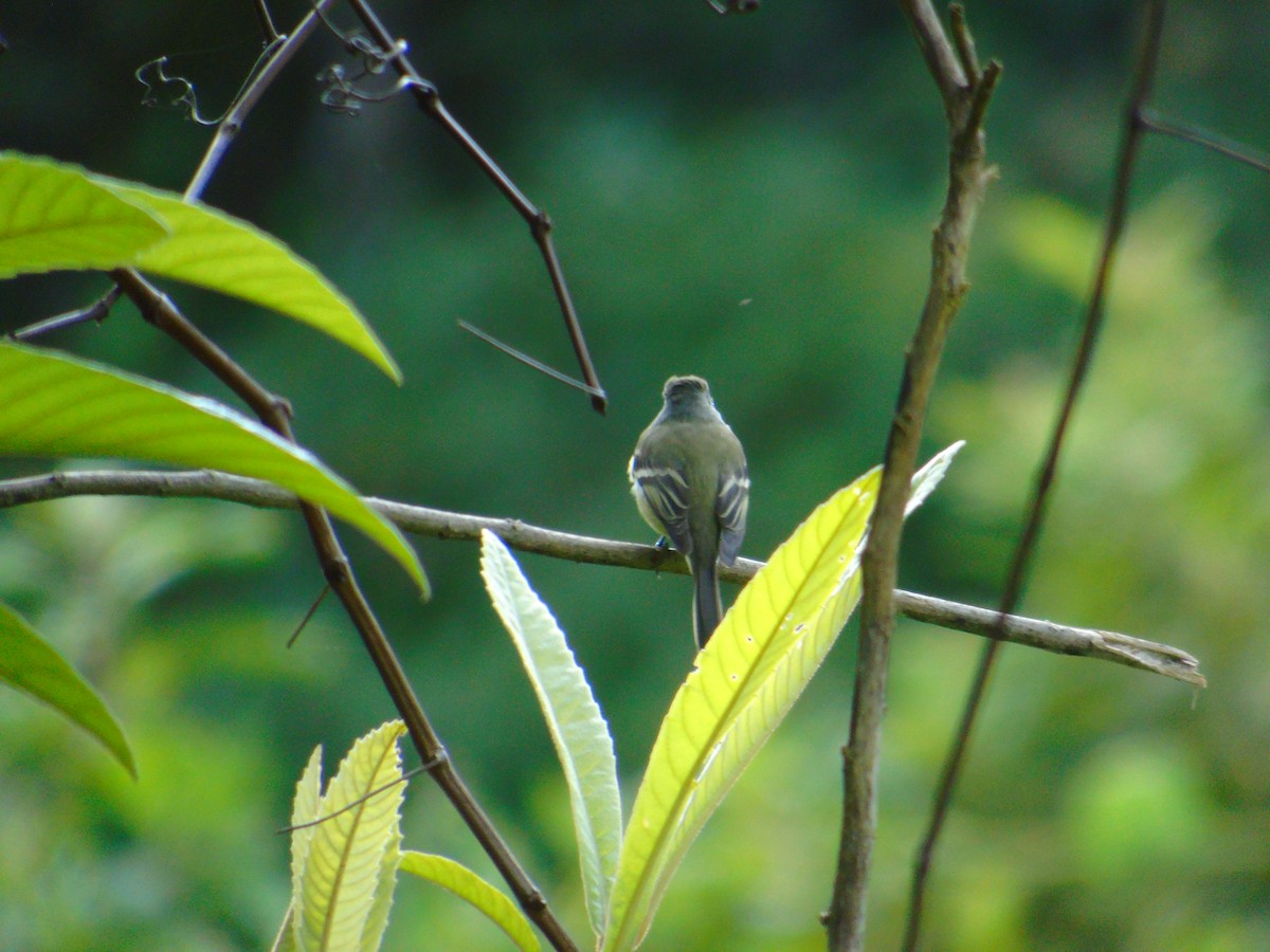 Hammond's Flycatcher - ML646669880