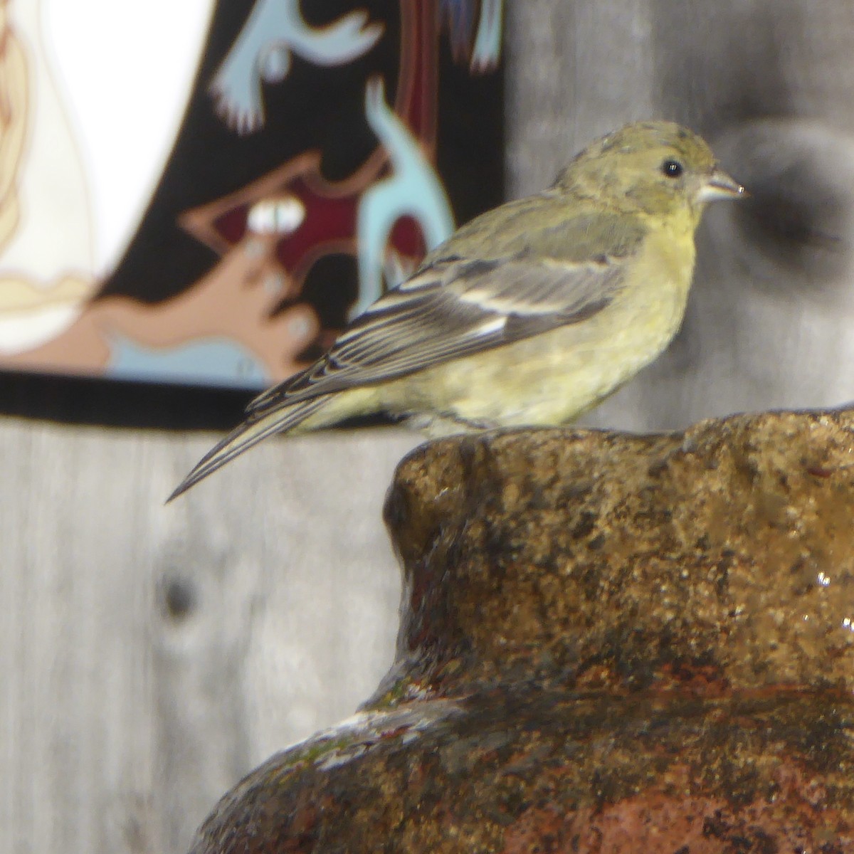 Lesser Goldfinch - ML646669881
