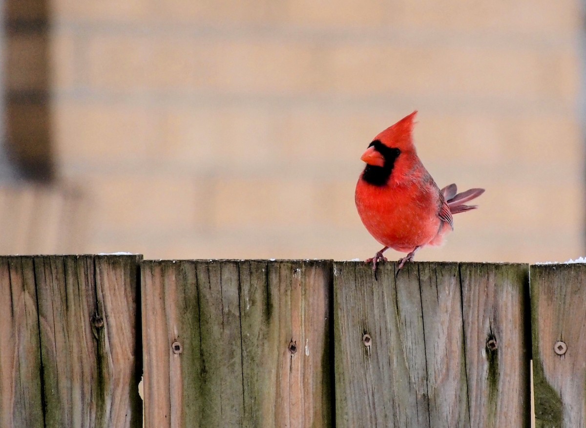Northern Cardinal - ML646669882