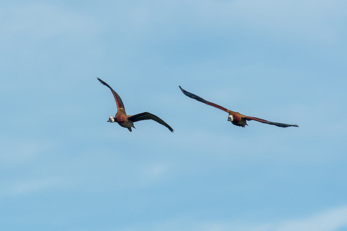 White-faced Whistling-Duck - ML646669884